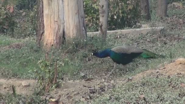 Peacock walking in Agra park, India — Stock Video