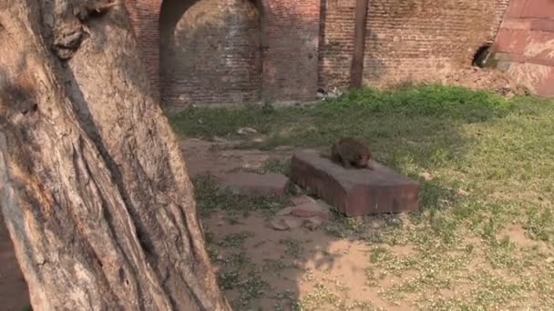 Обезьяна в парке Агра ест птичий корм на камне, Индия — стоковое видео