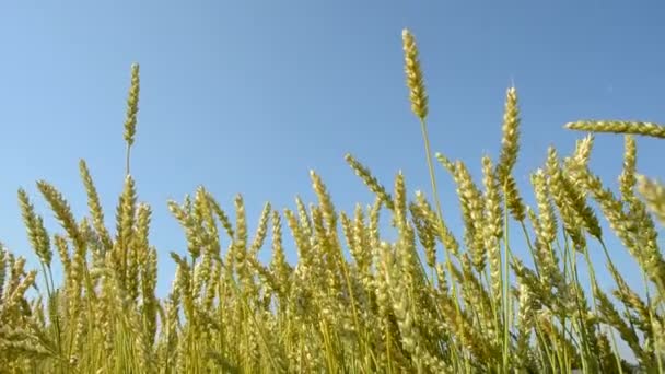 Wheats orejas en el cielo fondo y el viento — Vídeos de Stock