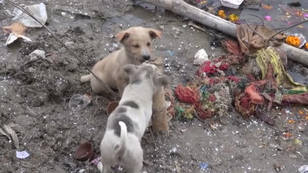 Twee hondje op grungy varanasi rivier kust, india — Stockvideo