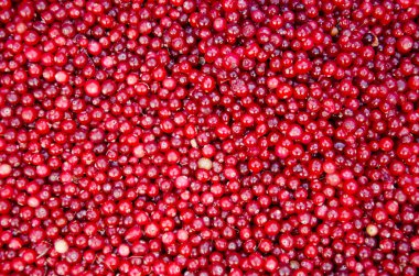 cranbierries arka plan ve doku