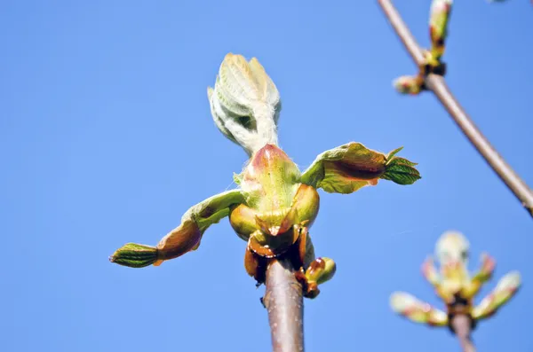 Big spring conker buds on sky background — Stock Photo, Image