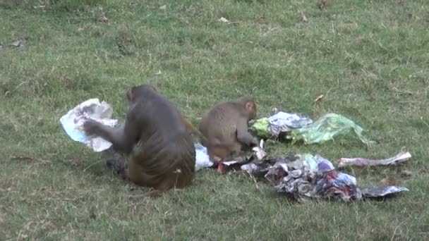 Две обезьяны в парке Агры читают газету, Индия — стоковое видео