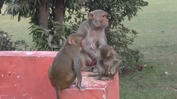 Keluarga kera makan makanan pokok di taman, India — Stok Video