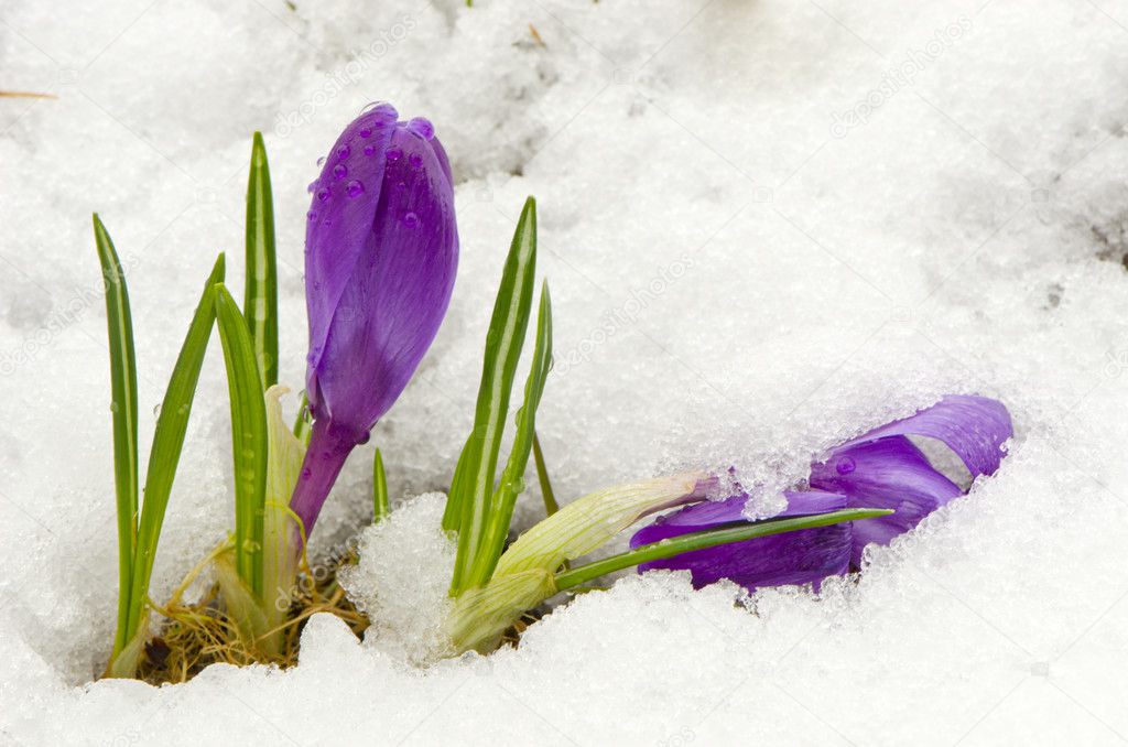 first spring crocus flower on snow