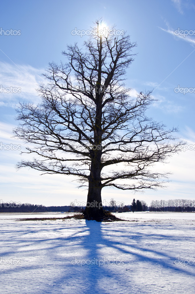 one oak on snowy winter field