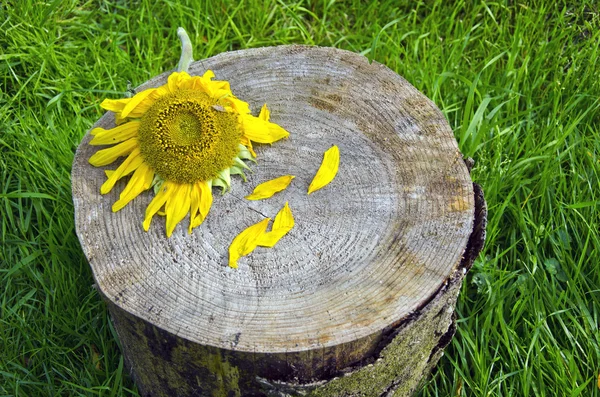 Slunečnicový květ hlava na pařezu — Stock fotografie