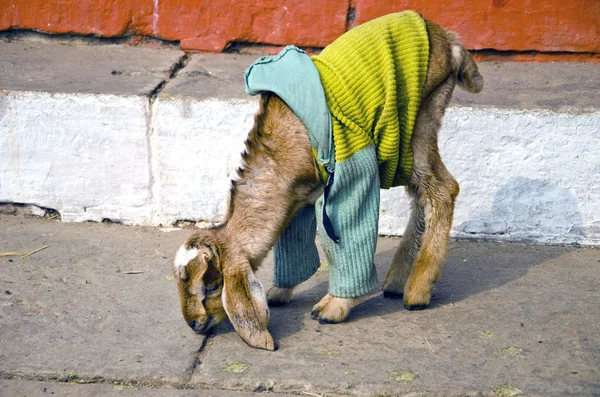 Young goat with sweater in Varanasi, India — Stock Photo, Image