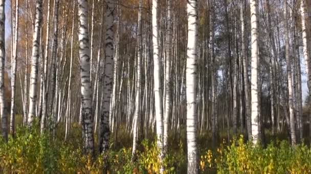 Bellissimo autunno betulla foresta sfondo — Video Stock