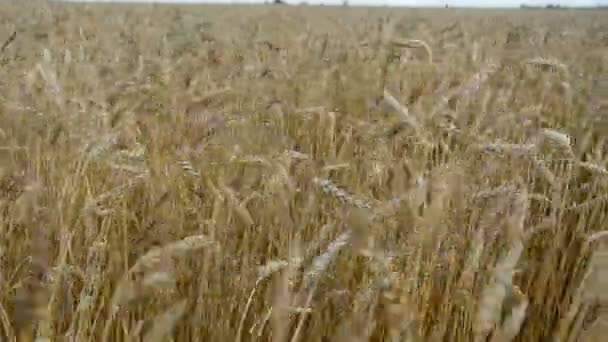 Campo de trigo de verano y viento — Vídeo de stock