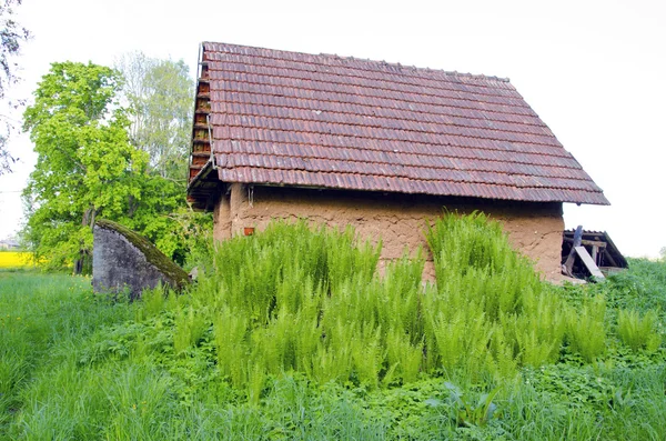 Old clay barn in farm and spring ferns — Stock Photo, Image