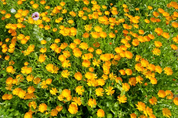 Marigold calendula flowers in garden — Stock Photo, Image