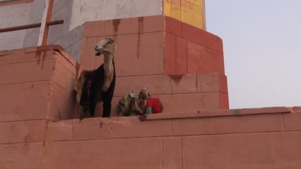 Cabra con dos cabras en la pared de la casa en Varanasi — Vídeos de Stock