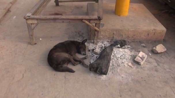 Hond slapen in de buurt van brand ash in varanasi, india — Stockvideo