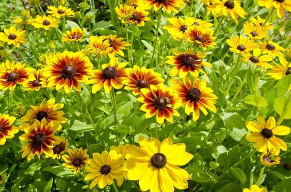 Rudbeckia-Schwarzäugige Blüten im Bauerngarten — Stockfoto