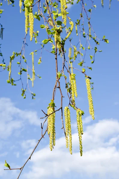 Spring birch fresh catkins — Stock Photo, Image