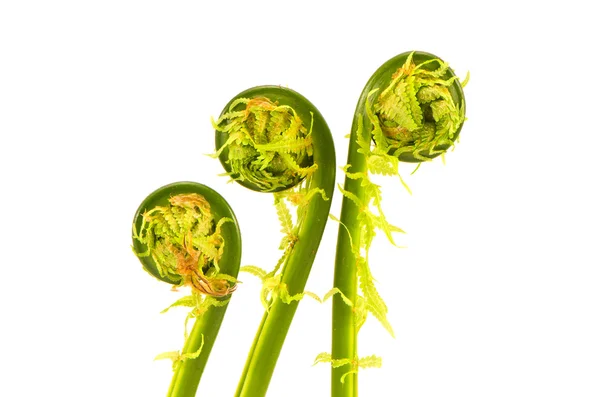 Three fresh spring ferns sprouts isolated on white — Stock Photo, Image