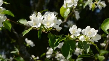 Bahar elma ağacının çiçekleri Rüzgar