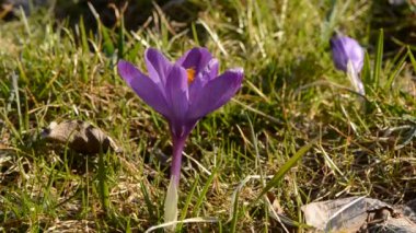 Çiğdem bahar mor çiçek Rüzgar