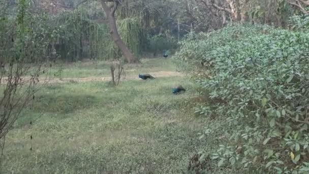 Павлины в Агра-парке, Индия — стоковое видео