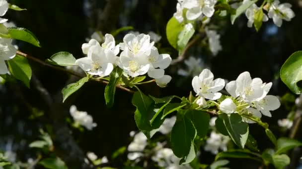 Primavera manzano florece en el viento — Vídeo de stock