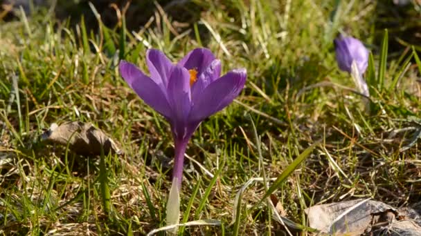 風に春紫クロッカスの花 — ストック動画