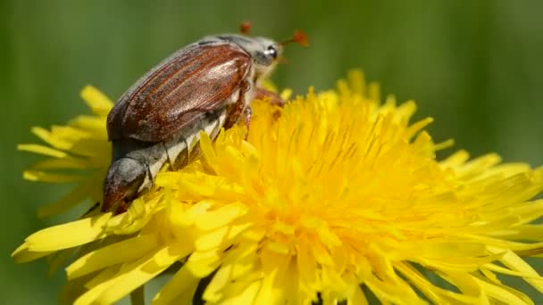 Maybug beetle on dandelion flower — Stock Video