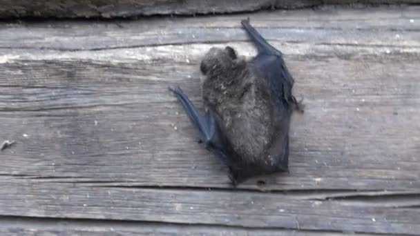 Especie de murciélago (Eptesicus nilssonii) en la pared de madera de la casa vieja — Vídeos de Stock