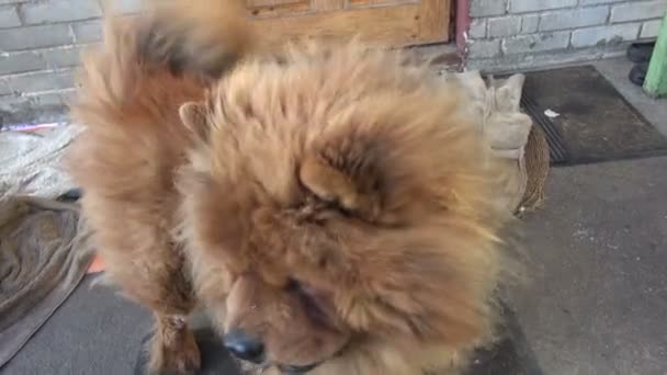 Evin kapısı yakınlarında komik köpek — Stok video