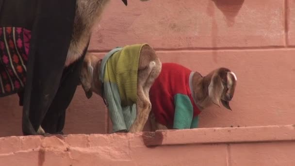 山羊妈妈和两个 goatling 在印度瓦拉纳西街 — 图库视频影像