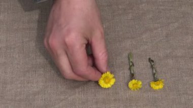 keten kumaş coltsfoot (tussilago farfara) tıbbi çiçekler bahar