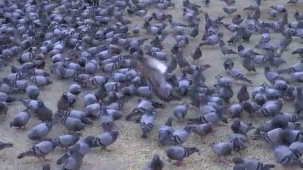 Palomas en la plaza Jaipur, Rajastán, India — Vídeos de Stock