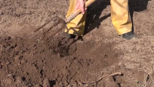 Digging spring soil with shovel in garden — Stock Video