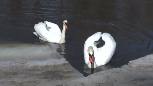 Cisnes blancos (Cygnus olor) en el hielo del río de primavera — Vídeos de Stock