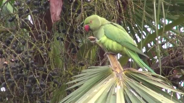 Зеленый попугай на пальме в Индии и ветер — стоковое видео