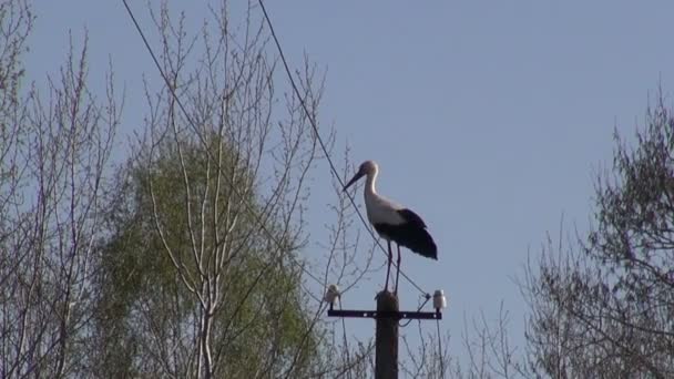 Cigogne blanche (Ciconia ciconia) sur poteau électrique — Video