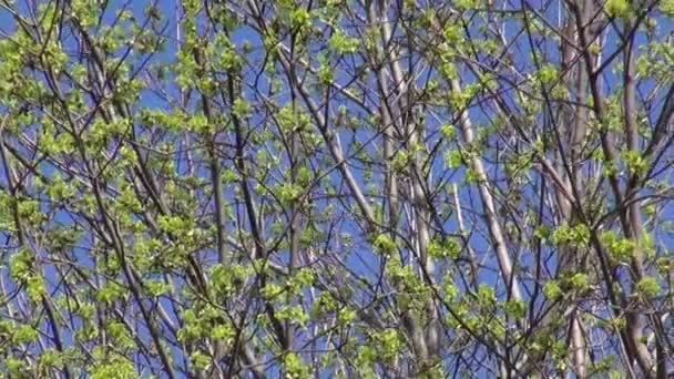 Spring maple buds background and wind — Stock Video