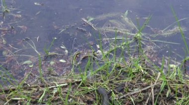 su için yumurtlama gelecek bahar çimen üzerinde büyük tepeli newt (triturus cristatus)