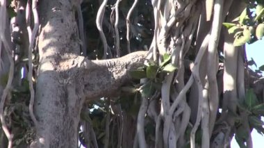Banyan tree jaipur fort, İstanbul, Türkiye