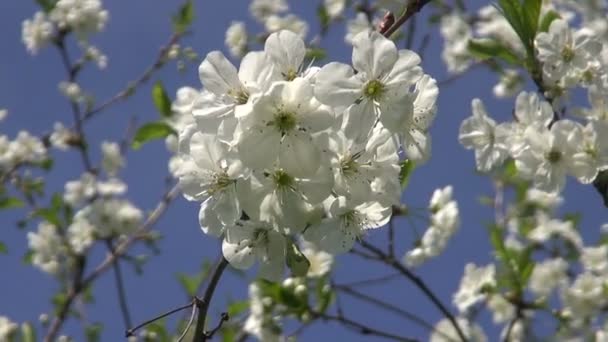 Frühling Kirschbaum schöne Blüten — Stockvideo