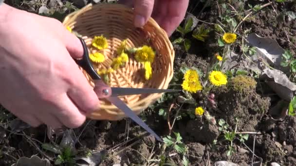 Cortar flores medicinales frescas de pie de potro silvestre en primavera — Vídeo de stock