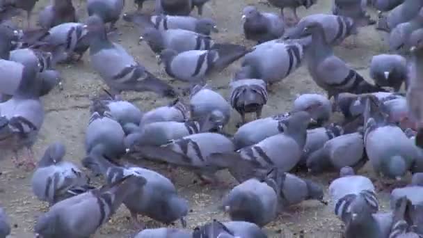 インド、ラジャスタン州ジャイプールの都市広場で鳩 — ストック動画