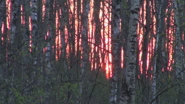 Fondo abstracto de la naturaleza .sunset en bosque de primavera — Vídeo de stock