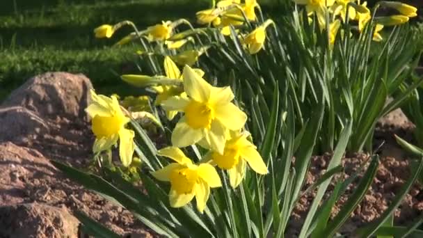 Narciso amarillo primavera en el viento — Vídeos de Stock