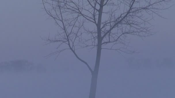 Landscape with lonely tree in dark winter morning fog — Stock Video