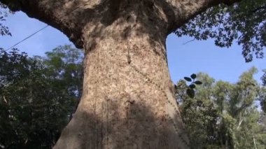 büyük ağaç Hindistan Hint palm sincapla