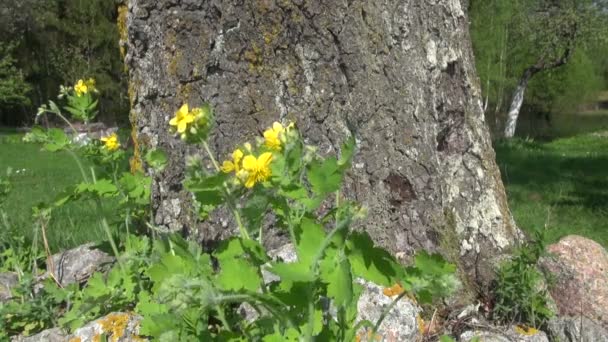 Kwitnący zioła jaskółcze ziele (Chelidonium majus) — Wideo stockowe