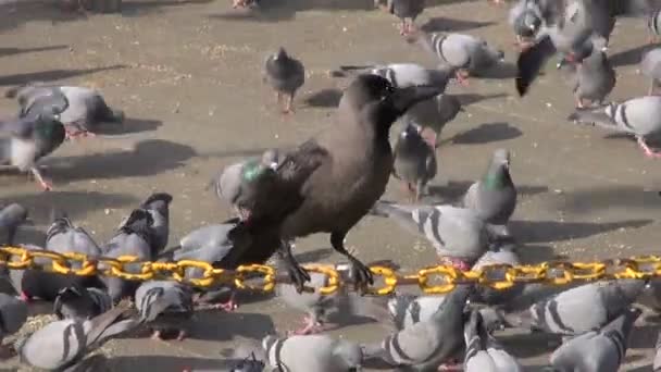 Голуби и вороны на площади, Индия — стоковое видео