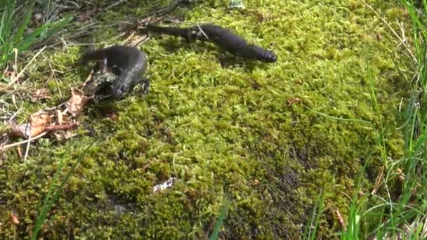 Due Great Crested Newt (Triturus cristatus) sul muschio primaverile — Video Stock