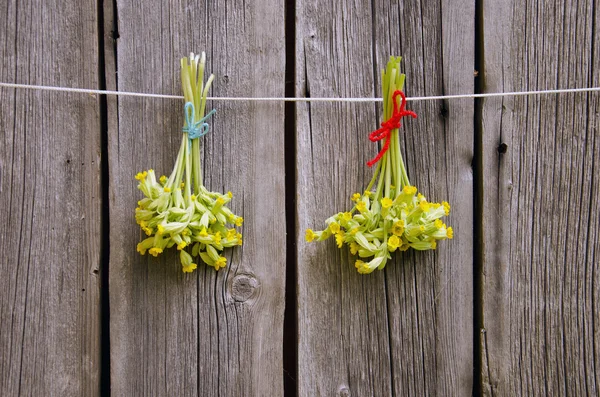 Tıbbi çiçeği (Primula veris) çiçekler üzerinde ahşap duvar demet — Stok fotoğraf